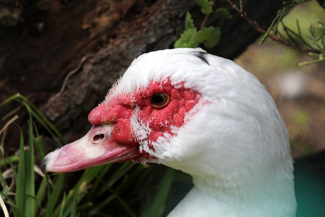 断向萨索洛 断向萨索洛